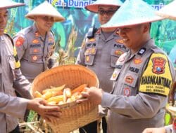 Polres Ngawi Panen Raya Jagung Untuk Ketahanan Pangan