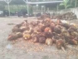 Diduga Rugikan Konsumen Diskoperindag Mesuji Siap Uji Tera Timbangan Lapak Sawit