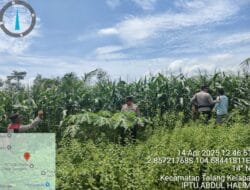 Kapolsek Talang Kelapa Bersama Penggerak Ketahanan Pangan Tinjau Lahan Jagung untuk Wujudkan Indonesia Emas 204