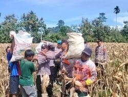 Polres Tanggamus Kembali Gelar Panen Jagung di Lahan Warga Pulau Panggung