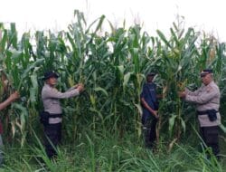 Wakapolsek Rambutan Cek Langsung Program 2 Tanaman Jagung di Lahan PT Pulau Subur