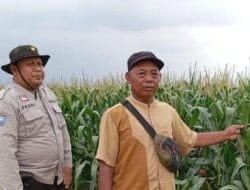 Desa Telang Karya Menjadi Salah Satu Wilayah Prioritas Dalam Program Pendampingan Tanaman Jagung
