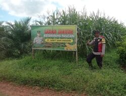 Rutin Cek Tanaman Jagung, Pastikan Tumbuh Dengan Baik