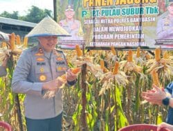 Kapolres Banyuasin Pimpin Panen Jagung di Lahan PT Pulau Subur Desa Gelebak Dalam