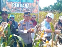 Kapolsek Pangkalan Balai Pimpin Panen Jagung di PT SMS