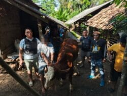 Curat di Negeri Besar, Polisi Ringkus Diduga Pelaku Curi Hewan Ternak Sapi.