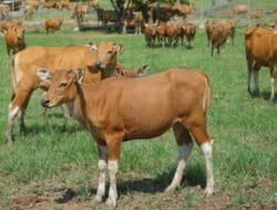 Desa Juking Pajang Siap Jadi Sentra Pemasok Daging Sapi untuk Murung Raya